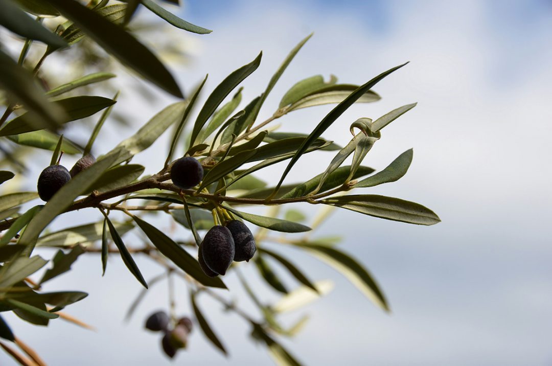 Oliven Zweige im Oliven Garten